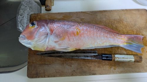 アマダイの釣果