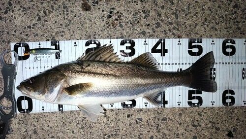 シーバスの釣果