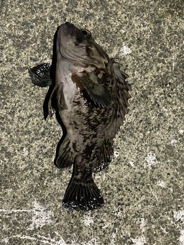 クロソイの釣果