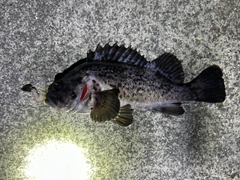 クロソイの釣果