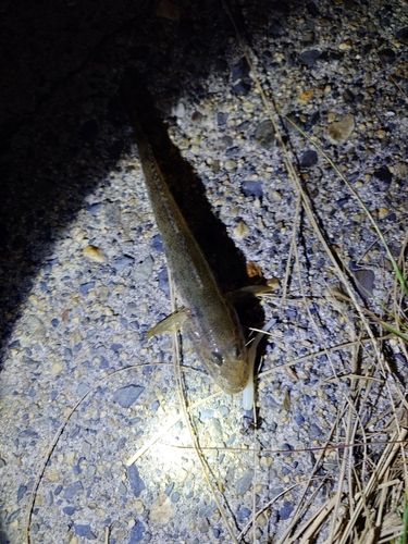 ウロハゼの釣果