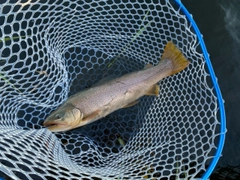 トラウトの釣果