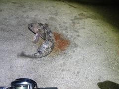 アイナメの釣果