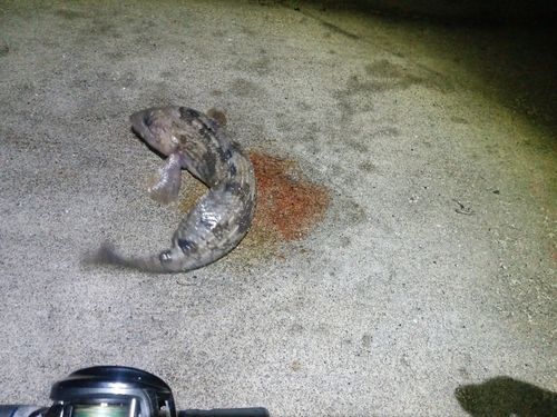 アイナメの釣果