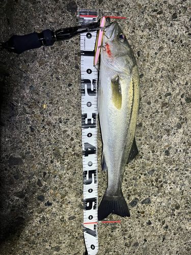 シーバスの釣果