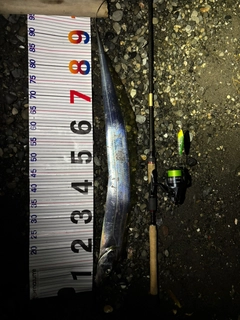 タチウオの釣果