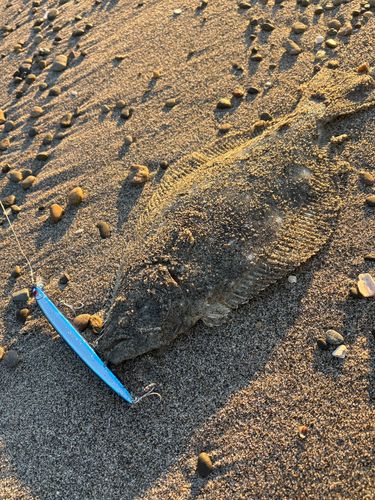 ヒラメの釣果