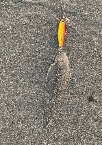 シタビラメの釣果