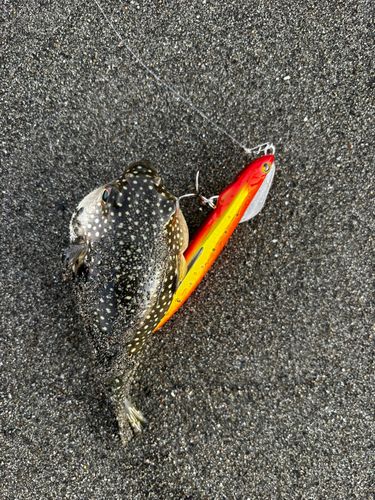 クサフグの釣果