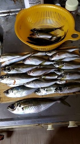 アマダイの釣果