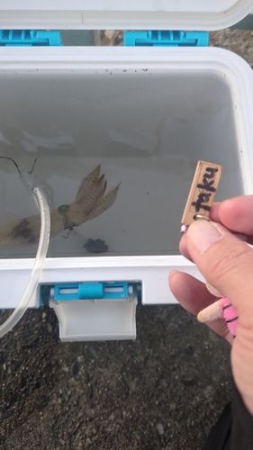 ヒイカの釣果