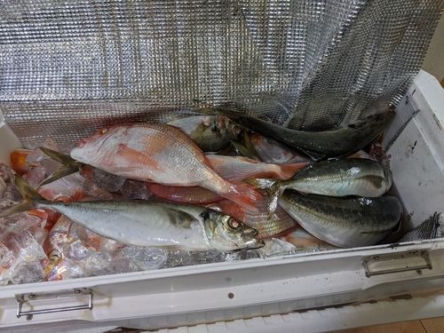 アマダイの釣果