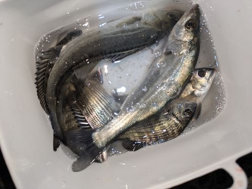 チンチンの釣果