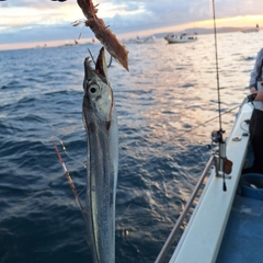 タチウオの釣果