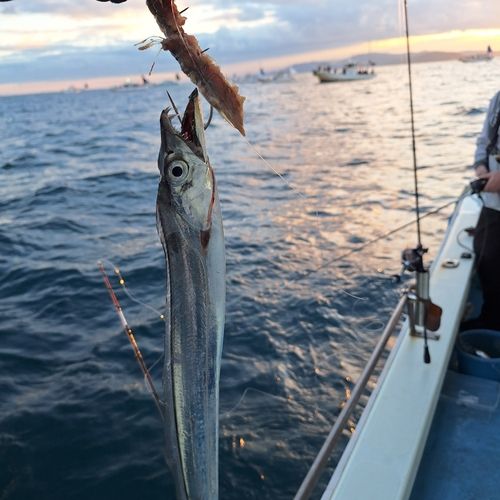 タチウオの釣果