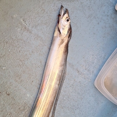 タチウオの釣果