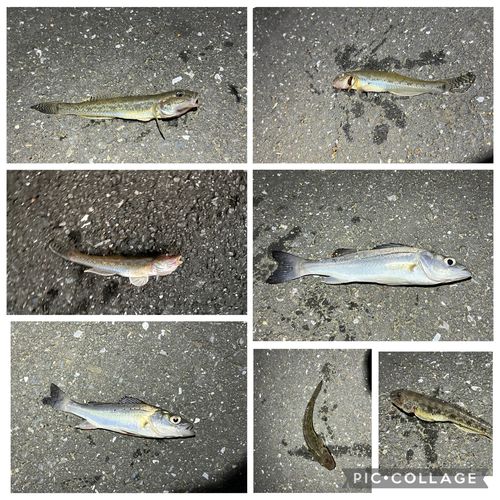 セイゴ（マルスズキ）の釣果