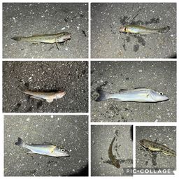 セイゴ（マルスズキ）