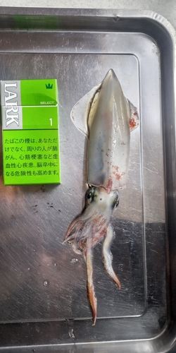 イカの釣果