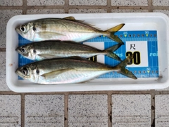 アジの釣果