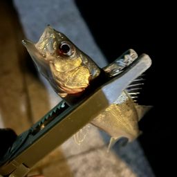 セイゴ（マルスズキ）