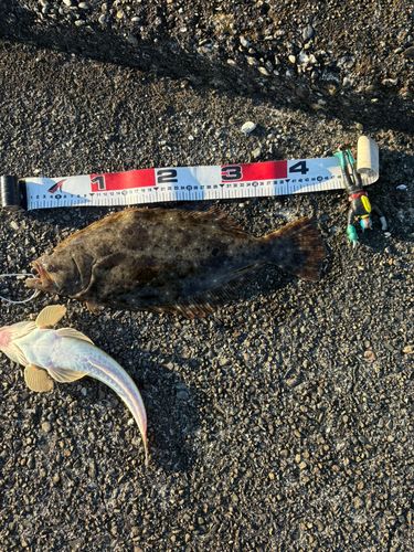 ヒラメの釣果