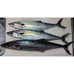 サワラの釣果
