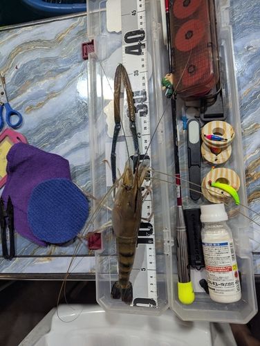 オニテナガエビの釣果