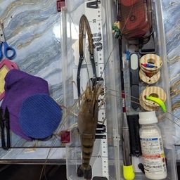 オニテナガエビ