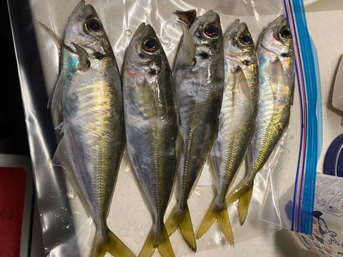 アジの釣果