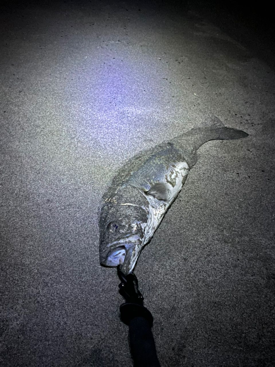 セイゴ（マルスズキ）