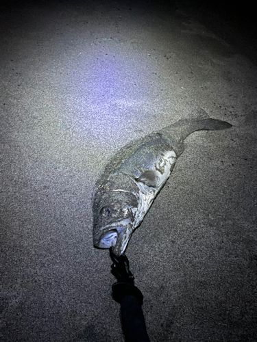 セイゴ（マルスズキ）の釣果