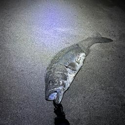 セイゴ（マルスズキ）