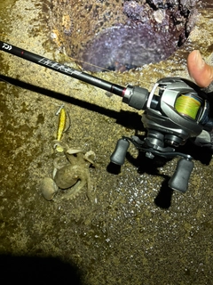 イイダコの釣果