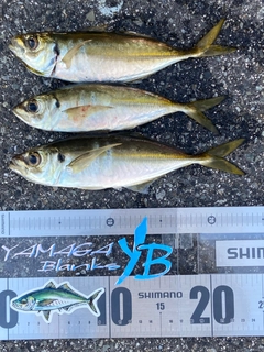 マアジの釣果