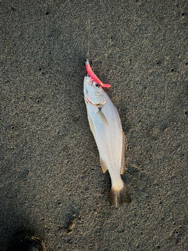 ニベの釣果