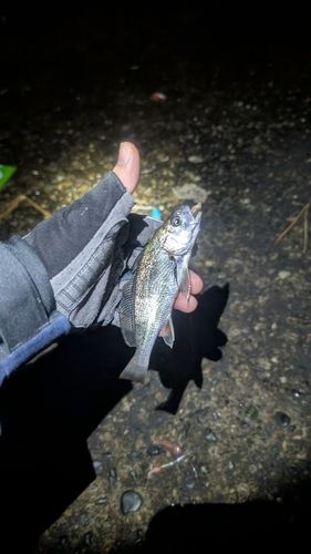 イシモチの釣果