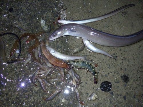 クロアナゴの釣果