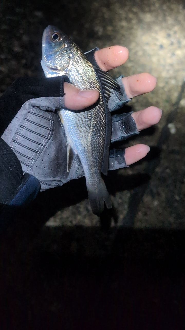 SHIMANO ホリデースピン 425DXTの最安値・インプレ・釣果 | 本音の