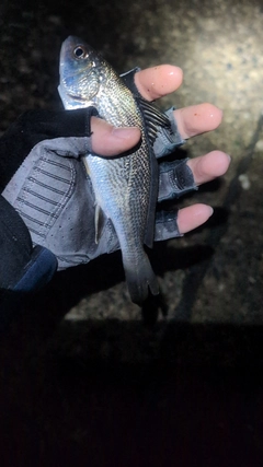 イシモチの釣果