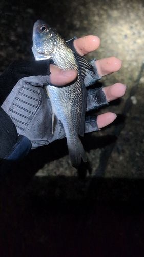 イシモチの釣果