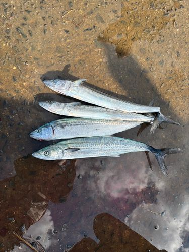 サゴシの釣果