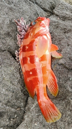 アカハタの釣果