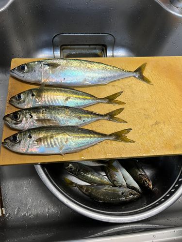 アジの釣果
