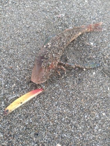 ホウボウの釣果