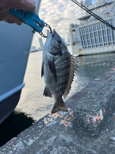 チンチンの釣果