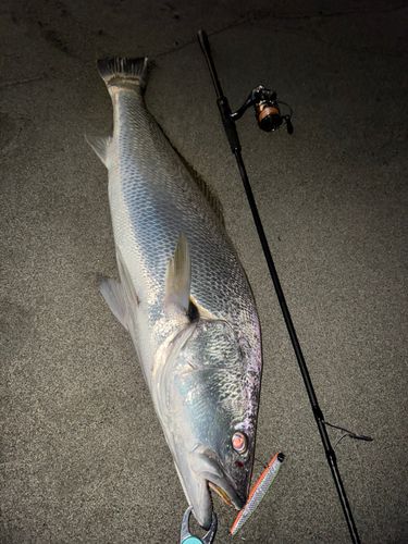 オオニベの釣果