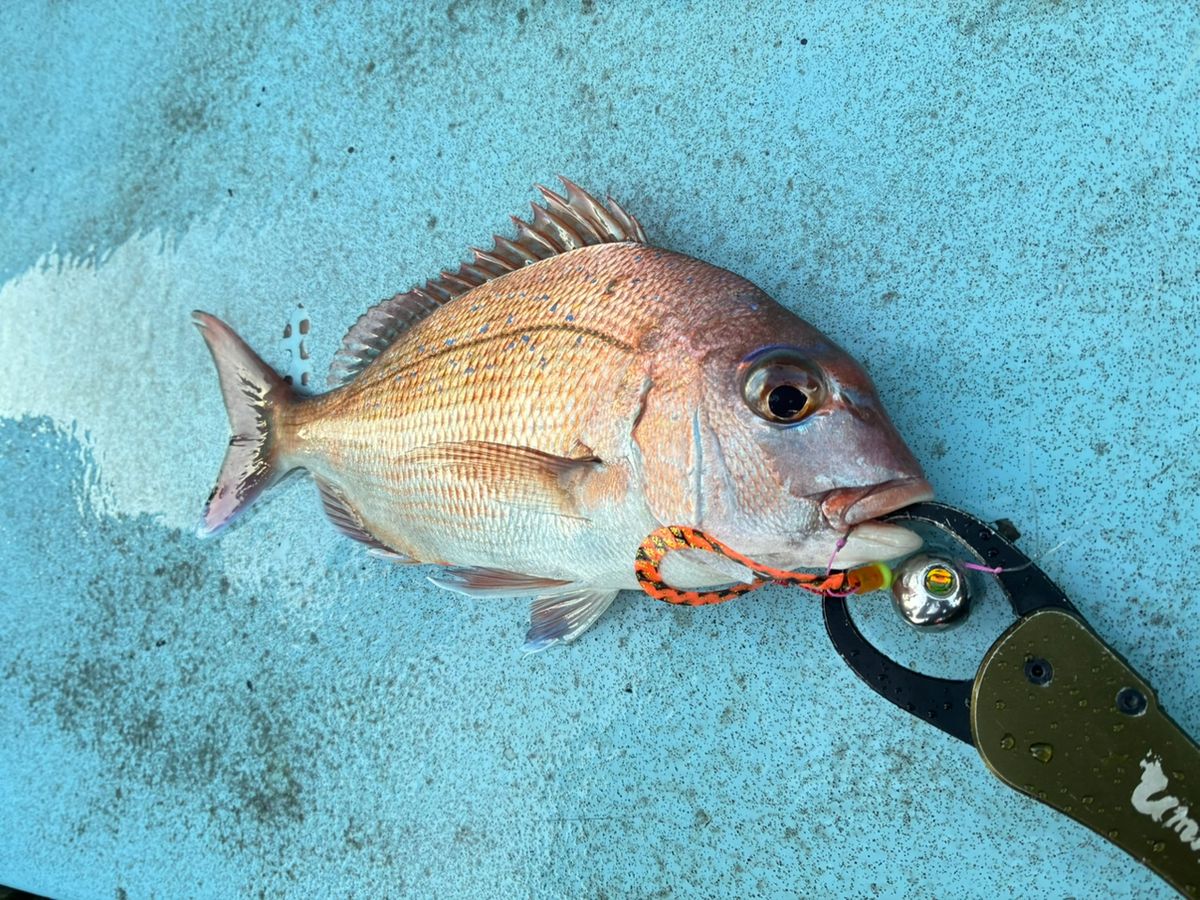 手羽崎さんさんの釣果 1枚目の画像