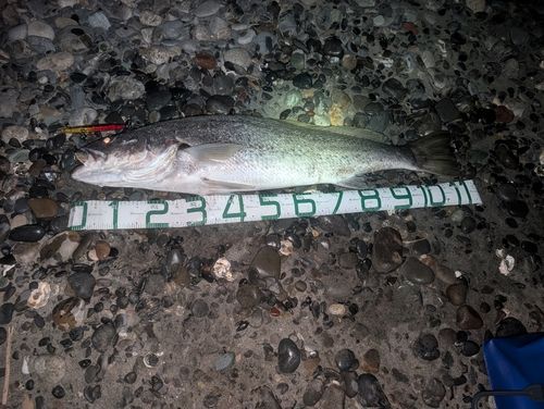 オオニベの釣果