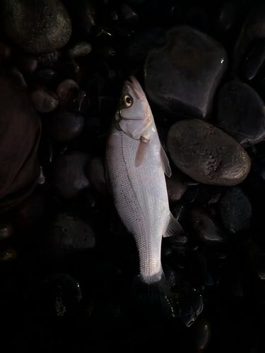 セイゴ（ヒラスズキ）の釣果